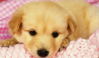 金毛幼犬颜色怎么挑选（金毛幼犬怎么选毛色）