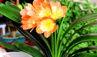 买君子兰怎么挑选 买君子兰怎么挑选品种