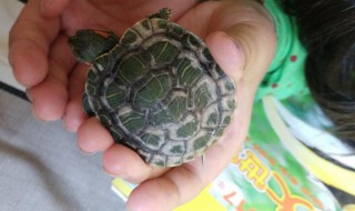 买巴西龟怎么挑选（买巴西龟怎么挑选好的）