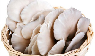 平菇怎么挑选（平菇什么样子）