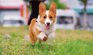 狗狗月经期护理 狗狗月经期护理方法