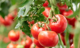 西红柿病虫害防治小妙招（西红柿病虫防治方法）