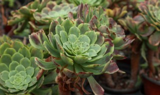 多肉法师摘心妙招（多肉法师摘心方法）