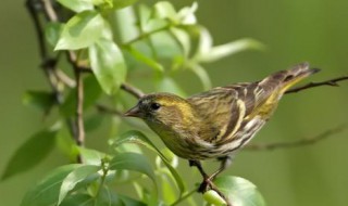 黄雀鸟怎么挑选(黄雀鸟怎么挑选好的)