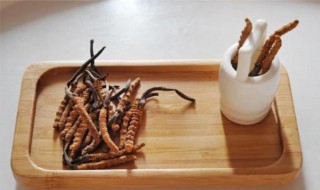 虫草和什么一起泡酒好（虫草花和什么一起泡酒好）