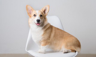 狗狗可以吃什么肉（狗狗可以吃什么肉食）