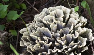 介绍一下干巴菌的保存方法 介绍一下如何保存干巴菌