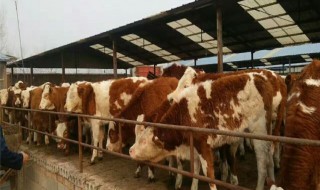 养牛技术和饲养方法 养牛技术和饲养方法书