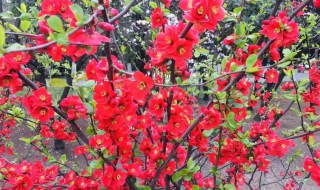 贴梗海棠怎么修剪方法（贴梗海棠怎么养护）