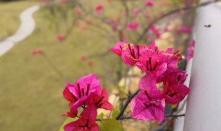 八角梅怎么修剪好看 怎么修剪八角梅好看