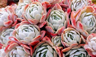 冰梅多肉怎么养出状态 冰梅多肉怎么养出状态的