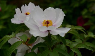 龙泉花怎么养殖 龙泉花如何养殖