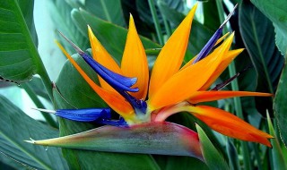 天堂鸟怎么水培养殖方法 天堂鸟植物可以水培吗