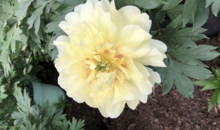 芍药开花后怎么处理 芍药开花后怎么处理掉