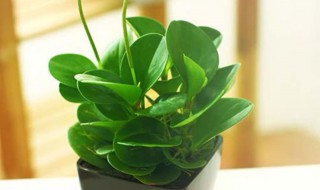 豆瓣怎么养殖方法（豆瓣怎么养殖方法）