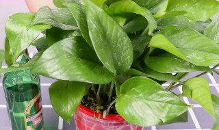 时来运转怎么浇水方法（时来运转树要浇水吗）