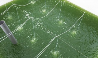 球藻怎么繁殖（球藻繁殖过程）