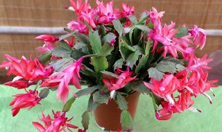 谢召兰花怎么养殖方法 谢召兰的养殖法