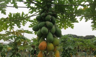 木瓜树怎么修剪方法 木瓜树如何修剪