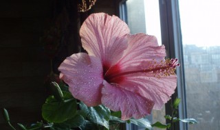 桑叶牡丹怎么养长的好 桑叶牡丹怎么养