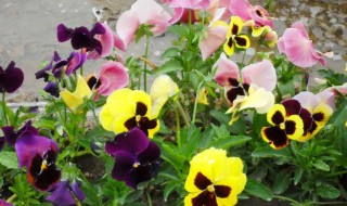 三色堇种子怎么种植（三色堇种子种植方法和注意事项）