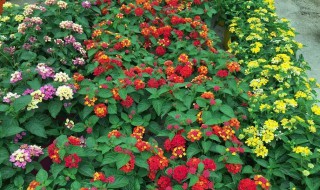 五色梅怎么过冬天（五色梅冬天的养殖方法跟注意事项）