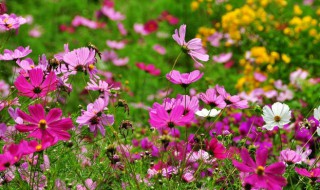 波斯菊的繁殖方法 波斯菊的繁殖方法视频