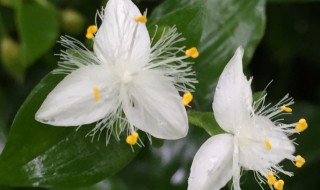 白花紫露草的养殖方法 白花紫露草的养殖方法