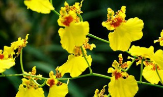 文心兰的繁殖方法 文心兰的繁殖方法视频