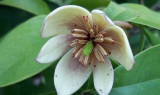 含笑花的繁殖方法 含笑花的繁殖方法有哪些