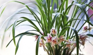 寒兰的繁殖方法（寒兰怎么养才开花）