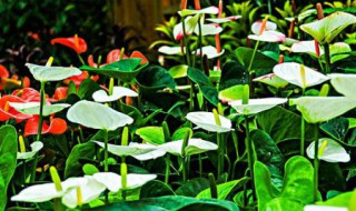 白掌花的养殖方法和注意事项 白掌花的养殖方法和注意事项视频