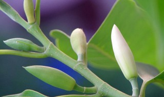 盆栽白玉兰的养殖方法和注意事项（盆栽白玉兰的养殖方法和注意事项视频）