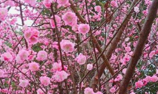 美人梅的繁殖方法（美人梅的繁殖方法和过程）