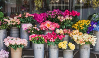 月季花的冬季养殖方法 月季花的冬季养殖方法视频