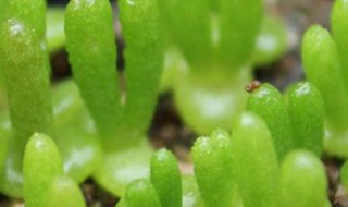 碧光环的繁殖方法 碧光环的种子好养吗