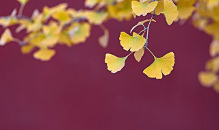 描写的是秋天的景色的诗句（描写秋天的景色的诗句有）