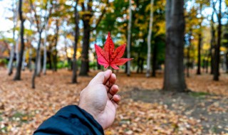 关于秋天的故事（关于秋天的故事小学二年级）