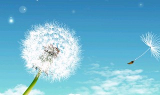 蒲公英的约定表达什么 蒲公英的约定表达什么意思