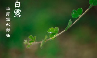 白露有哪些习俗（白露有什么风俗吗）