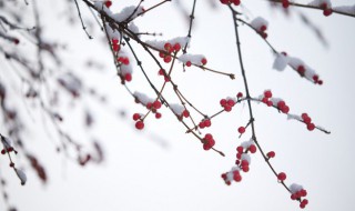 小雪有哪些习俗（小雪的含义和风俗）