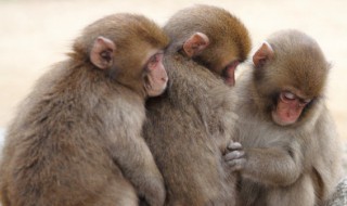 丑态百出是什么生肖（丑态百出是什么生肖凶丑）