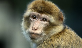 山穷水尽是什么生肖（山穷水尽是什么生肖 百度网盘）