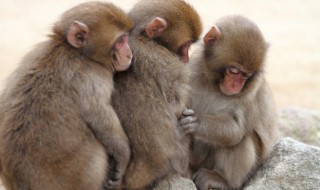 文质彬彬是什么生肖 文质彬彬是什么生肖2021.10.11