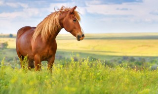 勇往直前是什么生肖 勇往直前是什么生肖,百度一下