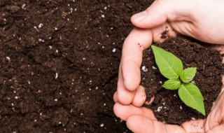 五行土旺怎么化解 五行土旺如何化解