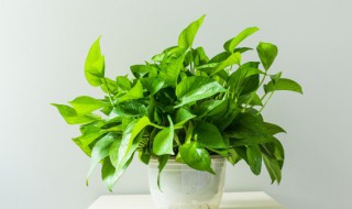 进门玄关摆什么植物好 进门玄关摆什么植物好呢