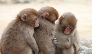 门庭若市是什么生肖 门庭若市是什么生肖打一肖