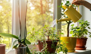 家居十大风水植物（家居风水植物有哪些）