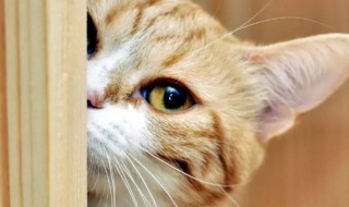 养猫的风水讲究 养猫风水有什么讲究